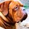 Oscar headshot, male dogue de bordeaux